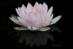 Water lily Picture