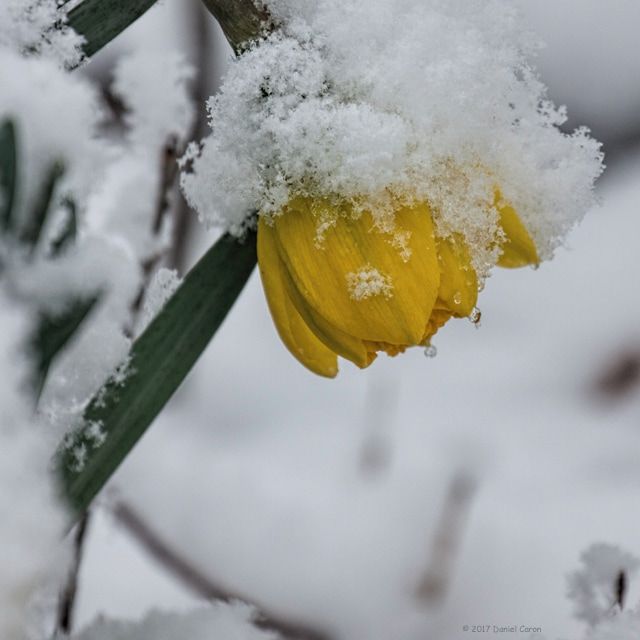 Daffodil flower covered in snow Picture