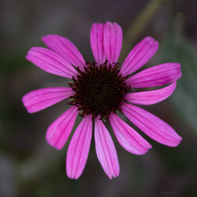 Late-blooming Coneflower Picture