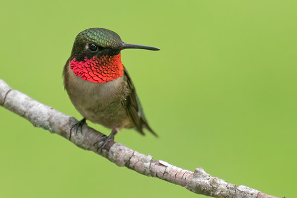 Picture Ruby-throated Hummingbird